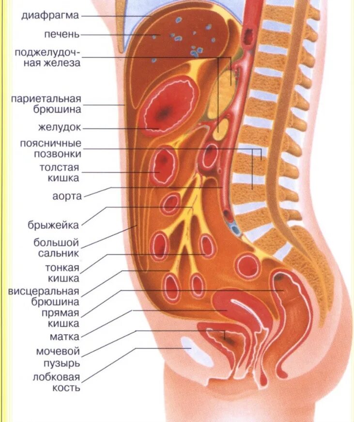 Органы живота. Анатомия брюшина и брюшная полость. Брюшина анатомия человека. Внутренние органы мочевой пузырь женщины брюшной полости. Ход брюшины анатомия.