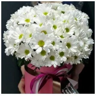 Женщины хризантемы