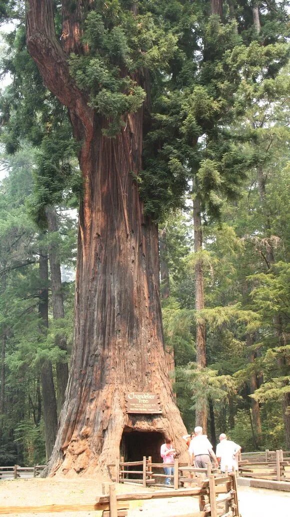 Роща секвой. Chandelier Tree дерево. Chandelier Tree дерево Калифорния. Американские деревья.