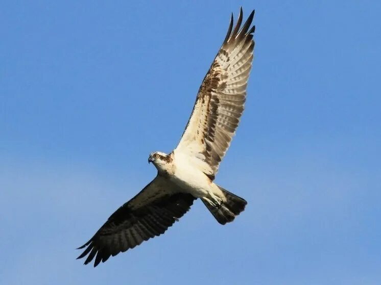 Альтушка для скопа. Скопа лапы. Скопа. Альтушка для скопа. Скопа в полёте.