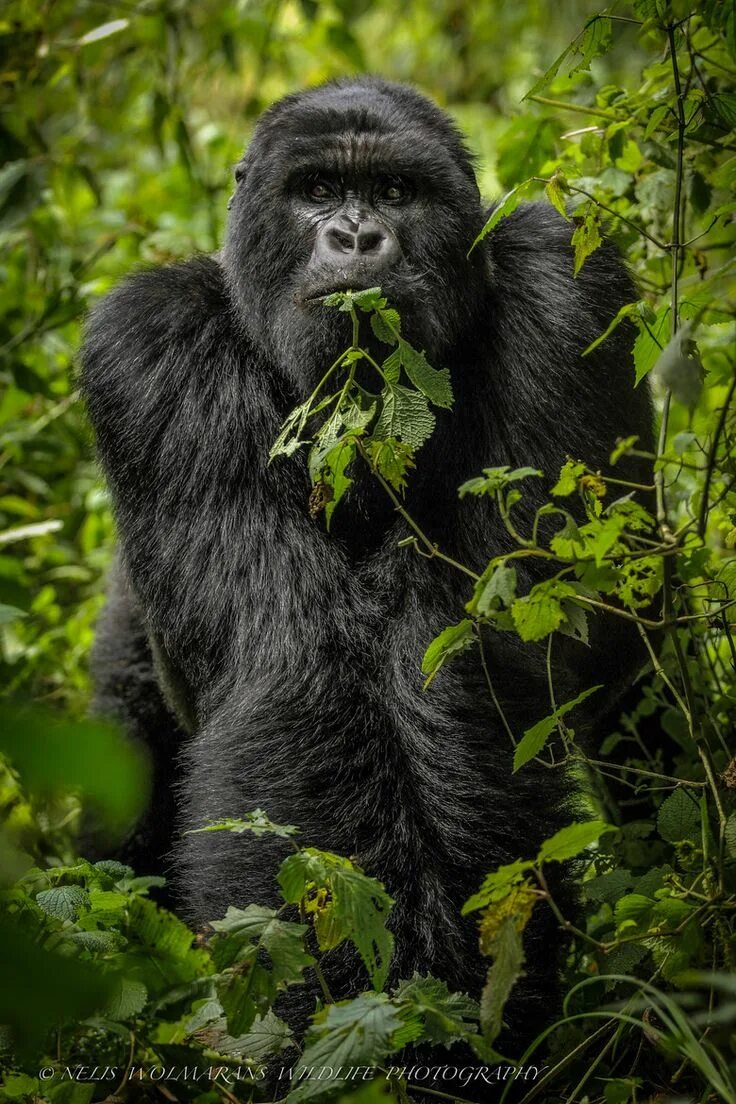 Monkey gorilla