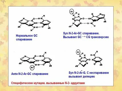 Трансверсия