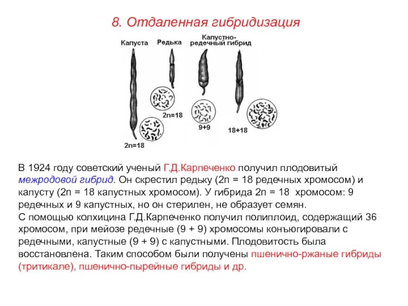 5 отдаленная гибридизация. Карпеченко капустно редечный гибрид методы. Отдаленная гибридизация Карпеченко. Методы Карпеченко для получения капустно-редечного гибрида. Стерильный капустно редечный гибрид.