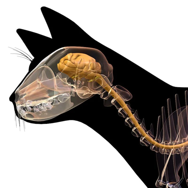 Мозг кошки. Нервная система кошки. Анатомия мозга кошки. Головной мозг кошки анатомия.