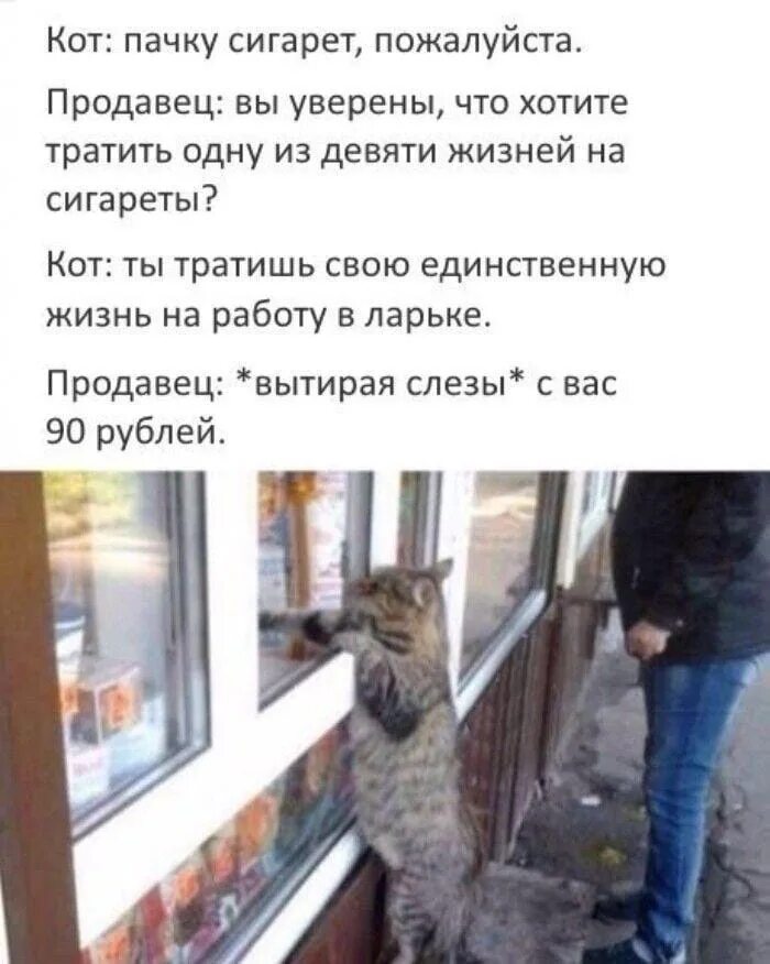 Потратили всего 1 день. Кот в ларьке. Котик у ларька. Кот в ларьке прикол. Кот продавец в ларьке.