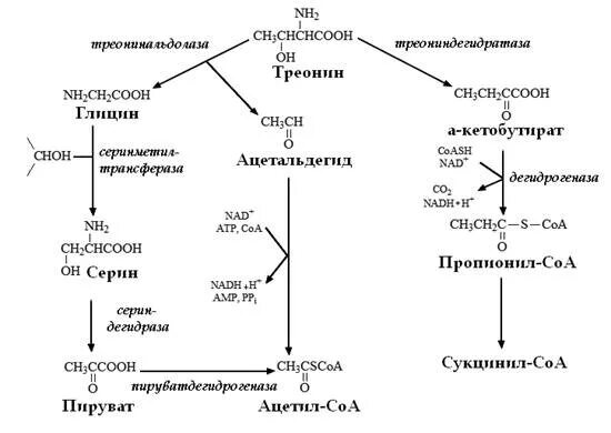 Синтез серина из треонина. Реакция синтеза серина. Биосинтез глицина из серина. Схема метаболизма метионина. Превращение серина в глицин.