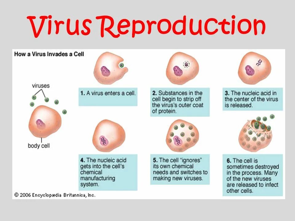 What is the virus. Virus reproduction. how virus work. is virus a living organism.