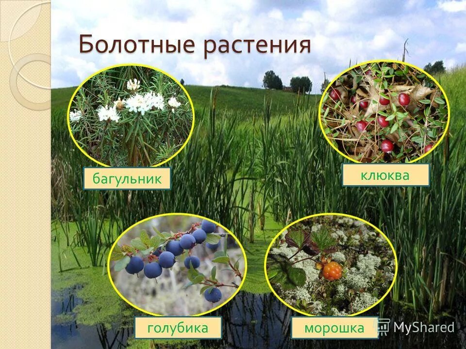 В природном сообществе растения обычно выполняют функцию. Экосистема болота. Растительное сообщество болота. Растительные сообщества болот. Растительный мир болота.