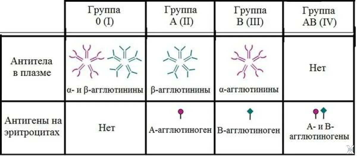 Антитела 2 группы крови. Антигена в плазме антитела. Антитела плазмы 1 группы крови. Антитела группа. Плазменные антигены крови.