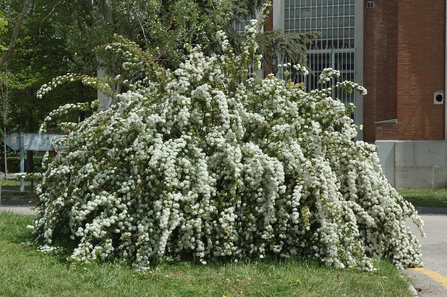 Спирея декоративные кустарники фото. Спирея Кантонская Lanceata. Спирея Вангутта. Спирея серая Грефшейм.