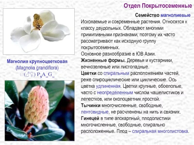 Сообщение о покрытосеменных. Магнолиевые жизненная форма. отдел покрытосеменные класс двудольные. отдел покрытосеменные общая характеристика. характеристика покрытосеменных растений.