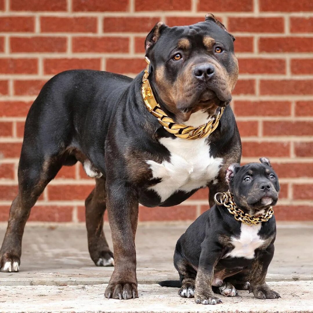 The 'cuddly' rottweilers losing their mean streak Rottweiler puppies, Rottweiler