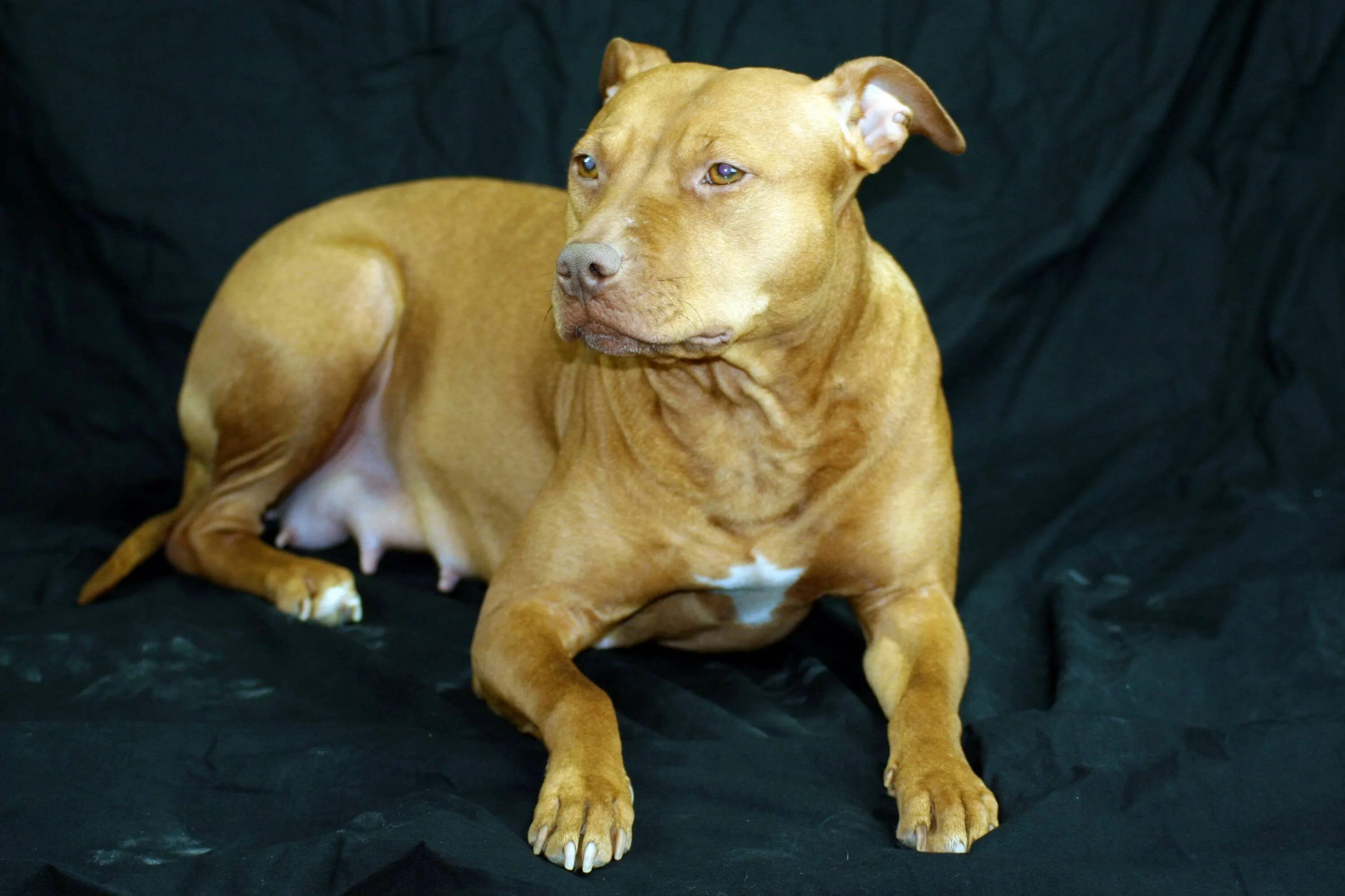 Pin on American bullies are the Best! Pitbull dog breed, Bully breeds dogs, Pitb