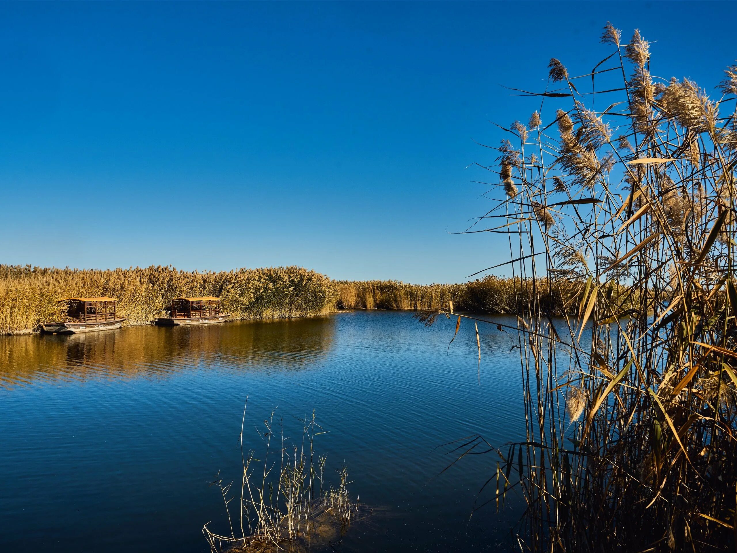 Есть камыш на озере. Камыш-Самарские озёра. Озерный камыш Астрахань. Западно-Казахстанская область камыш-Самарские озера. Бердск озеро камыш мост.