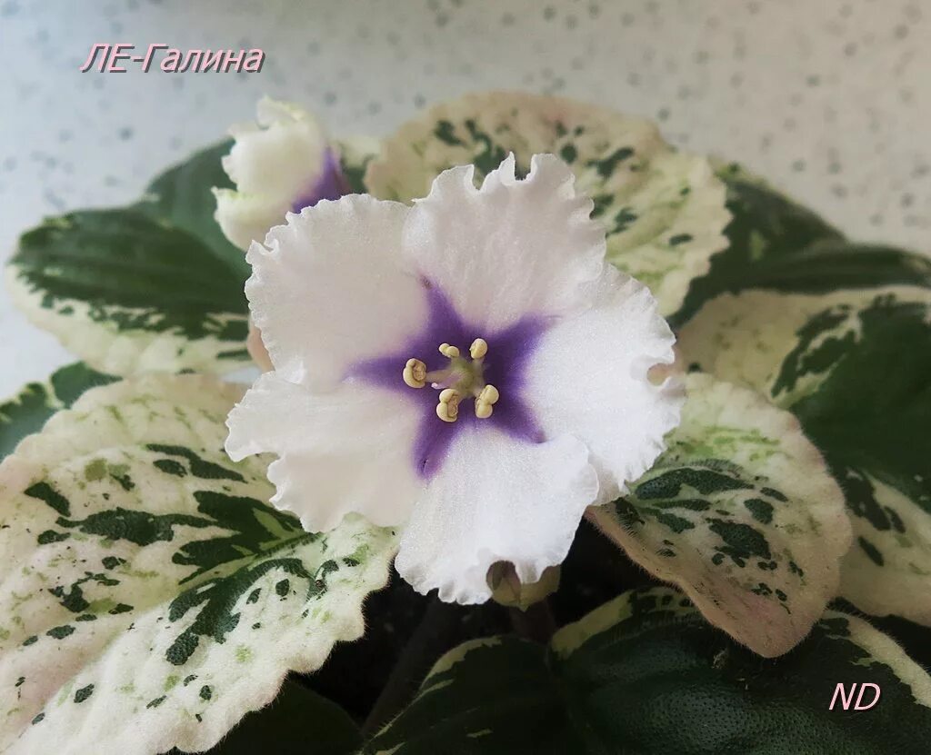 Virtual Violet :: Просмотр темы - ВаТ-Владимир (Т.Валькова)