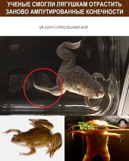 Какая погода по мнению лягушки считалась прекрасной