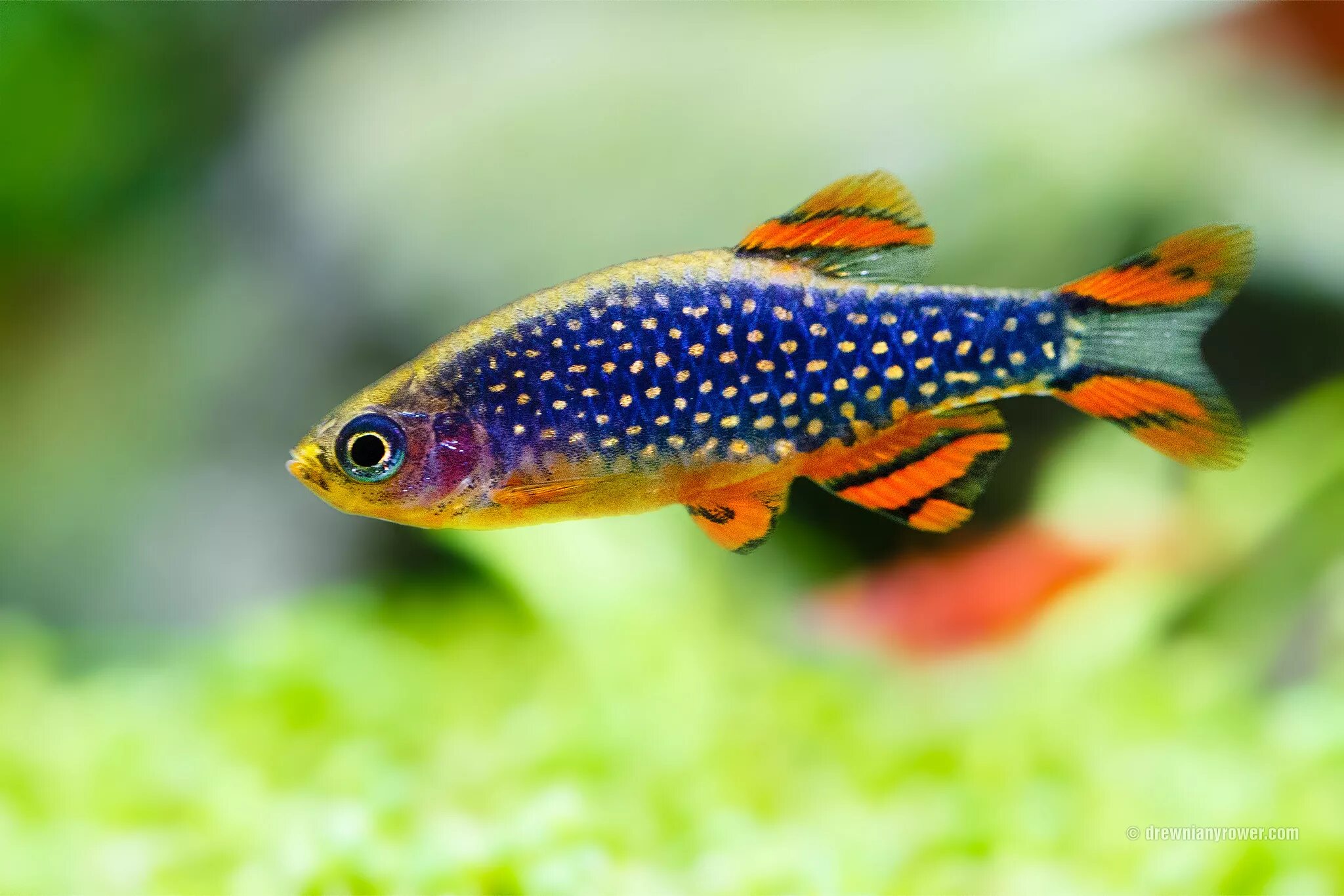 микрорасбора рыбка аквариумная. микрорасбора галактика danio. аквариумная рыбка микрорасбора. рыбка расбора галактика. микрорасбора галактика (danio margaritatus).