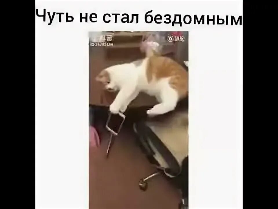 Кот по чуть чуть ходит писать