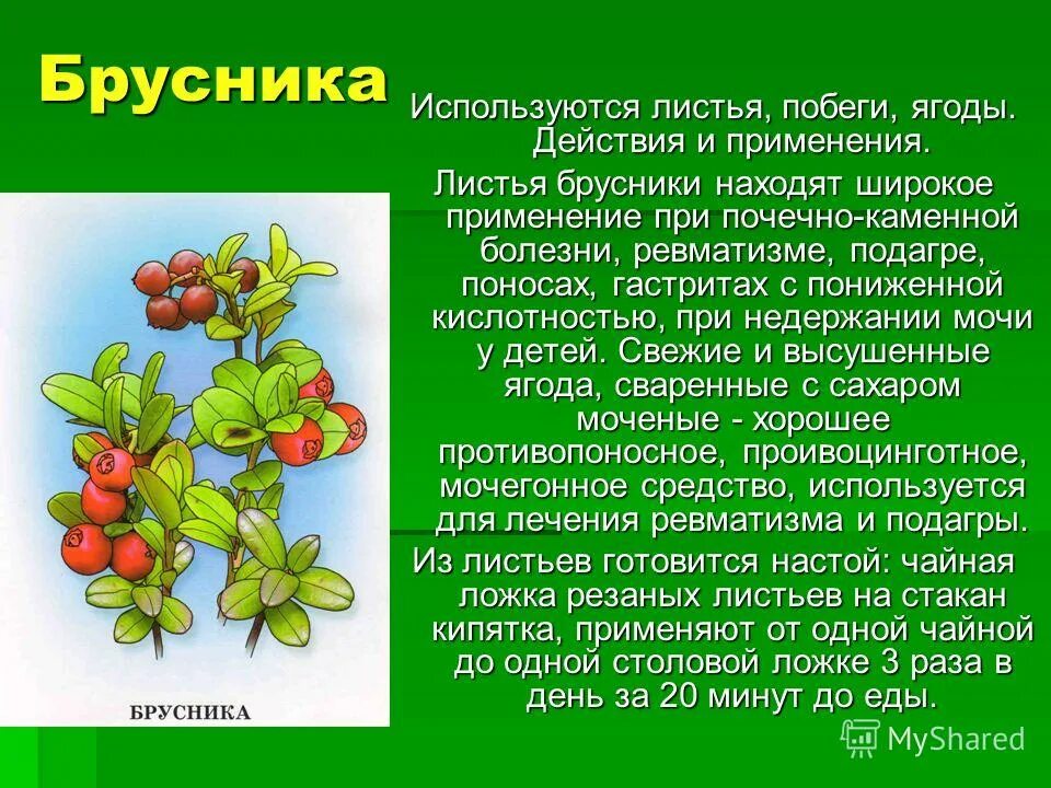 Брусника листья брусники. Брусничный лист полезные. Побеги брусники. Чем полезен брусничный лист. Листья брусники инструкция к применению для чего