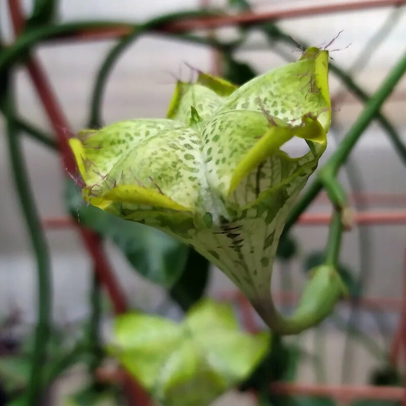 Церопегия сандерсона ( ceropegia sandersonii). Церопегия оранж ривер. Церопегия сандерсона. Церопегия африканская. Церопегия сандерсона.