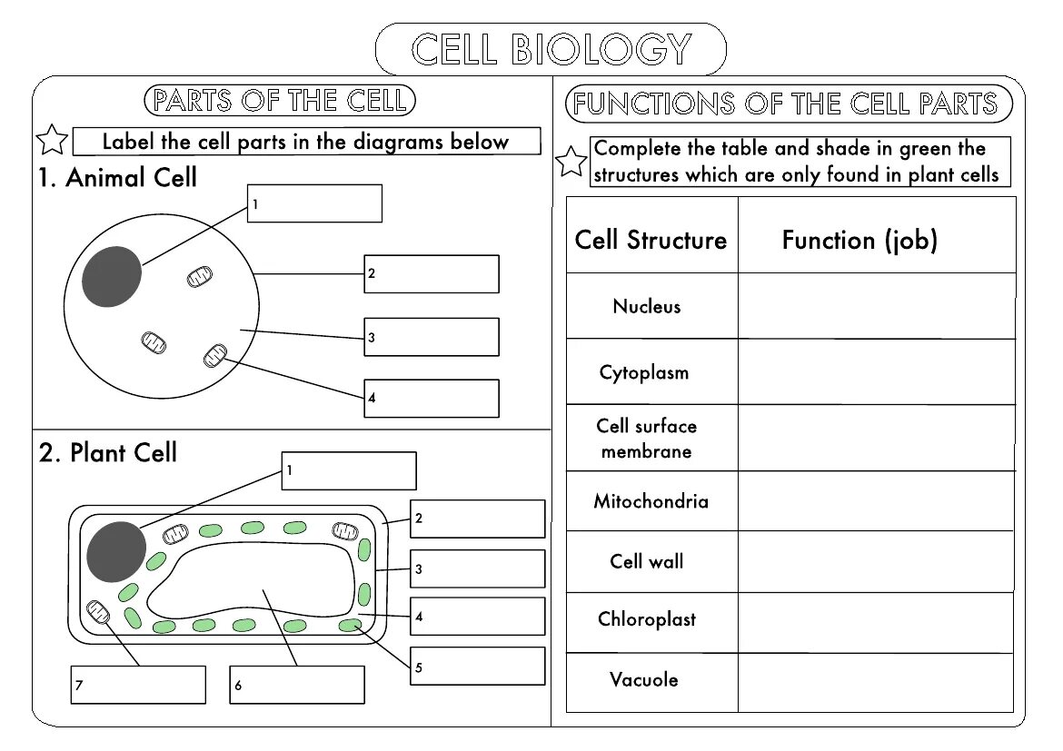 Cell structure Worksheet. Cells Worksheets. Biology Worksheets. Tasks for Biology. Worksheets cells
