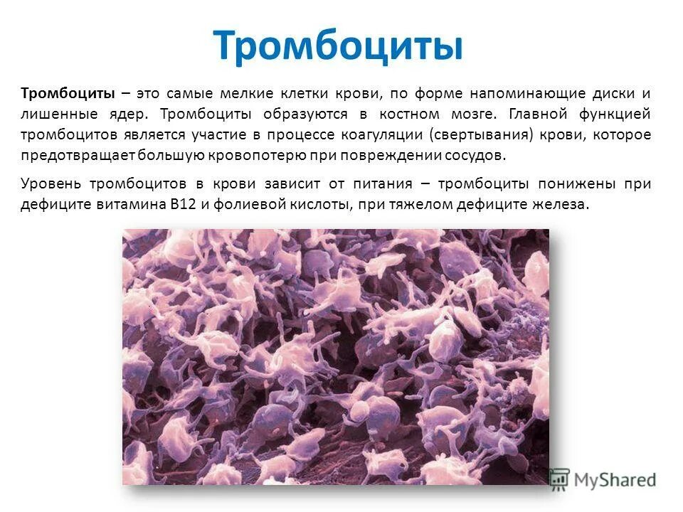 тромбоциты. тромбоциты крови биология 8 класс кратко. тромбоциты это. тромбоциты крови человека. тромбоциты это.