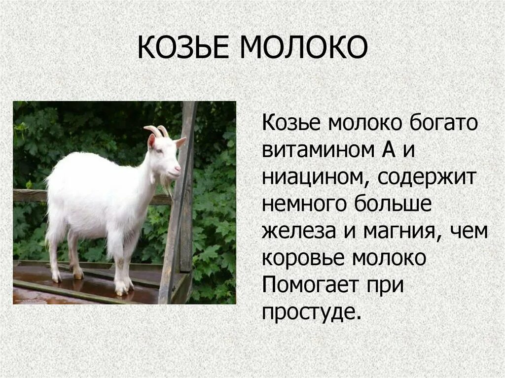 Коза молоко. Молоко козье козье. Сколько молока дает коза. Сколько коза дает молоко.