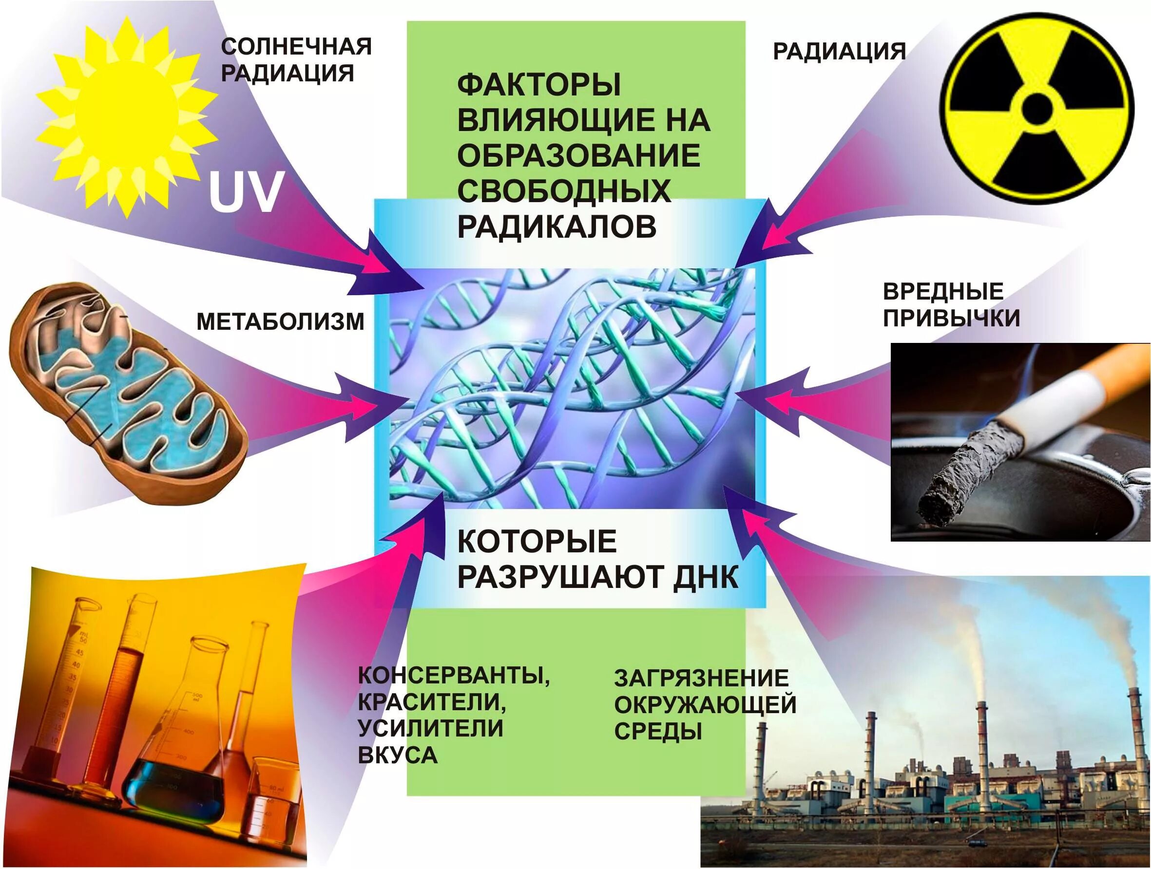 Воздействия внешних факторов на организм человека. Образование свободных радикалов. Источники свободных радикалов. Факторы влияющие на образование свободных радикалов. Свободные радикалы что это такое в организме человека.