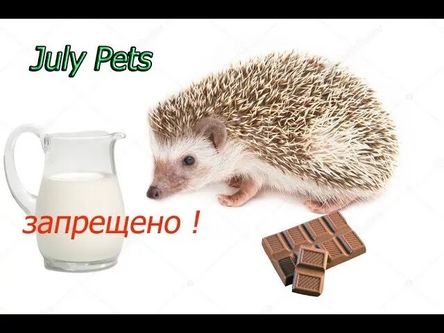 Что нельзя давать ежам. Рацион ежика. Чем нельзя кормить ежей. July Pets еж. Ежик запрещен