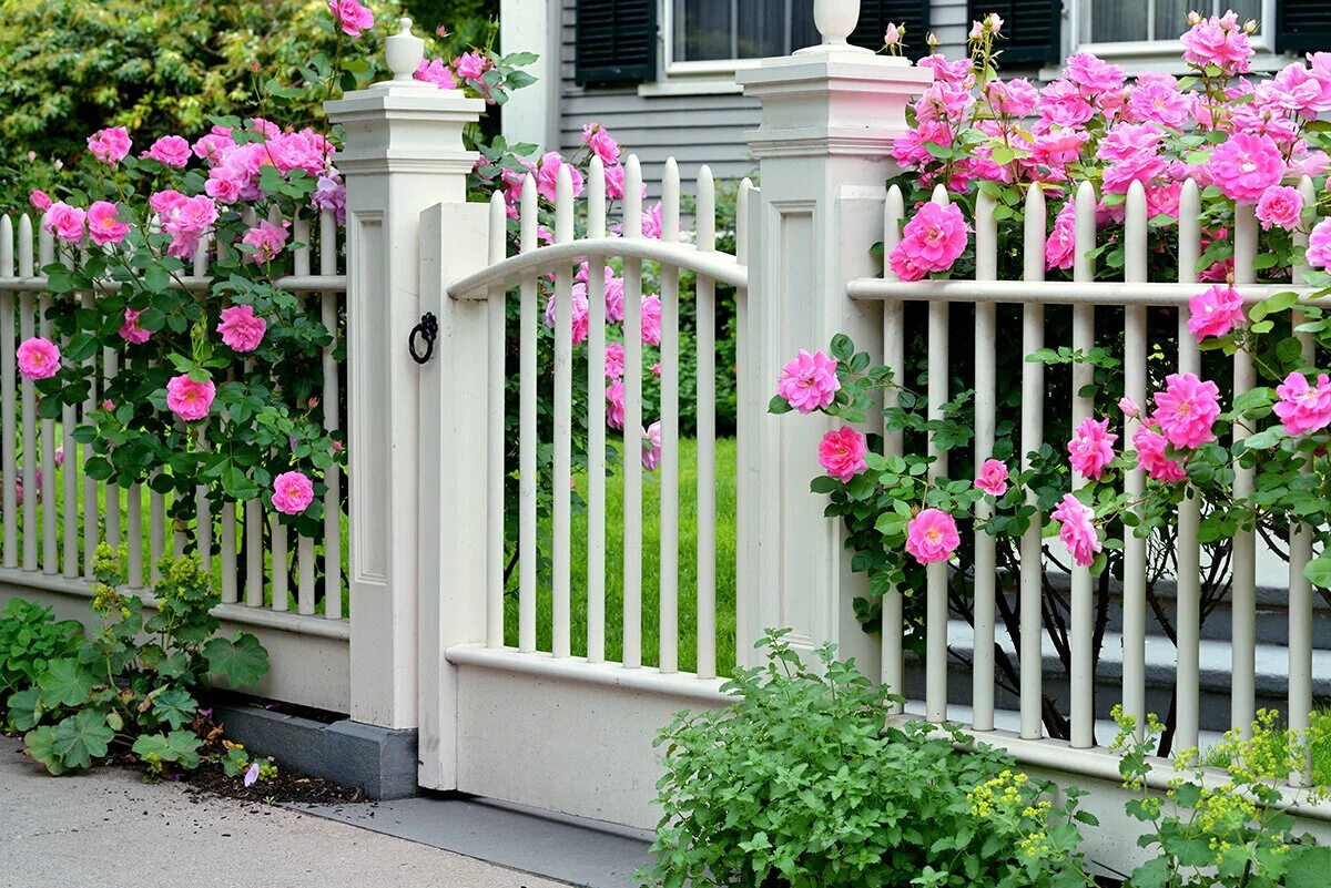 Палисадник перед забором Англия. Палисадник с плетистой розой. Калитка в палисадник. Ограда Палисад Британия. Забор перед домом фото