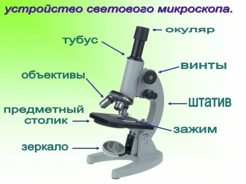 Микроскоп название частей биология 5 класс