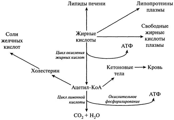 Жирные кислоты в печени