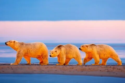 Closer to wildlife