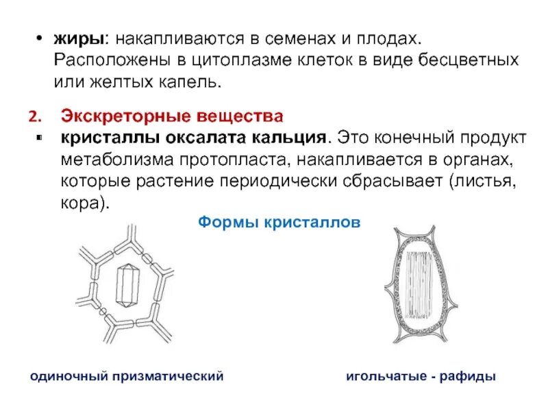 Соединения растительных клеток. Форма включений оксалата кальция. Строение протопласта растительной клетки. Экскреторные вещества растительной клетки. Запасные и экскреторные вещества растительной клетки.