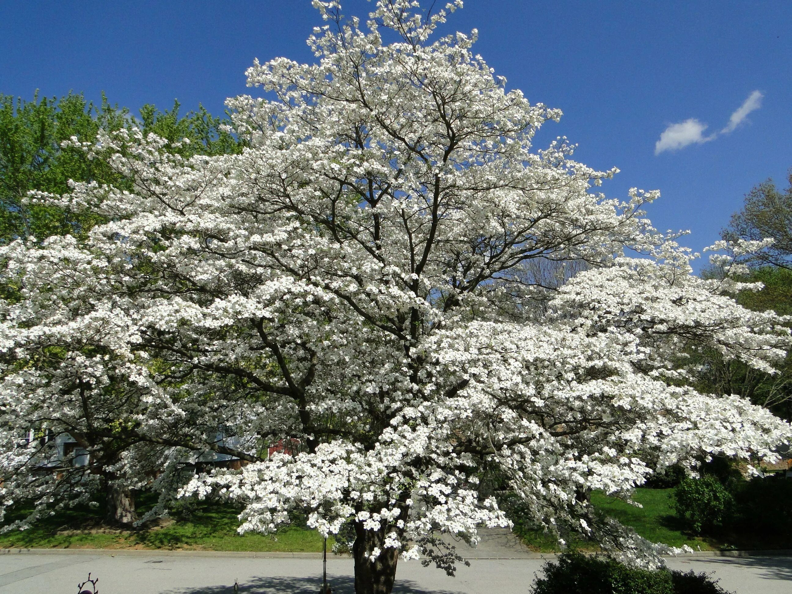 Какое дерево цветет белым цветом. Кизил Dogwood. Догвуд Dogwood дерево. Кизил дерево цветет. Кизил Цветущий дерево.
