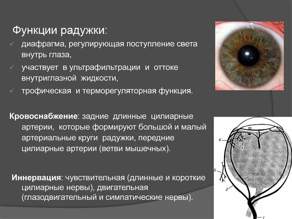 Регулирует количество света проходящего в глаз. Функции Радужки. Функции Радужки глаза. Функции Радужки:функции Радужки. Кровоснабжение Радужки.