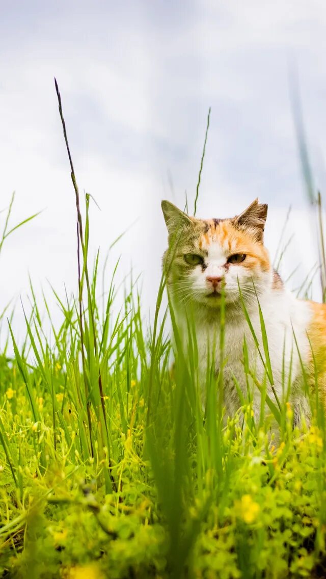 Красивая кошка на природе. Кошка летом. Котенок и лето. Кошка лето. Кот на солнышке.