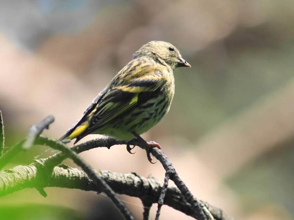 Чиж птица слушать. Spinus Spinus Чиж. Чиж (Spinus Spinus l.). Spinus Spinus птенец. Птенец соснового Чижа.