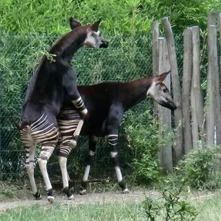 Спаривания животных разных видов
