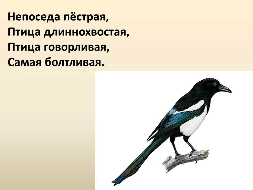 Непоседа пестрая птица длиннохвостая птица говорливая самая. Птица длиннохвостая птица говорливая самая болтливая. Птица говорливая самая болтливая. Птица говорливая самая болтливая Непоседа. Длиннохвостая самая болтливая