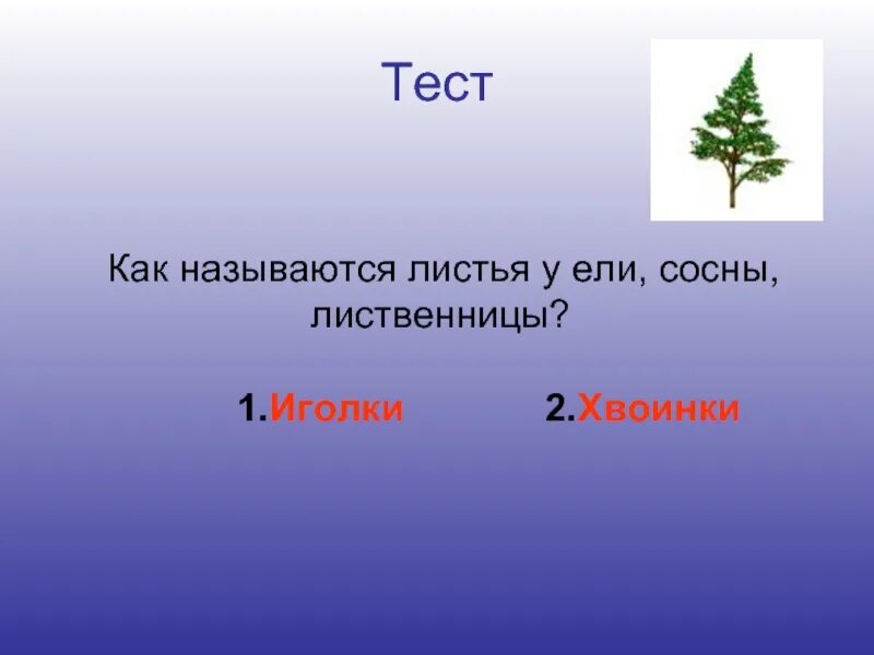 Предложения с словом хвойный. Как называют иголки у сосны и ёлки. Как называются иголки у сосны и ели. Иголки у сосны и елки. Как называется лист ели.