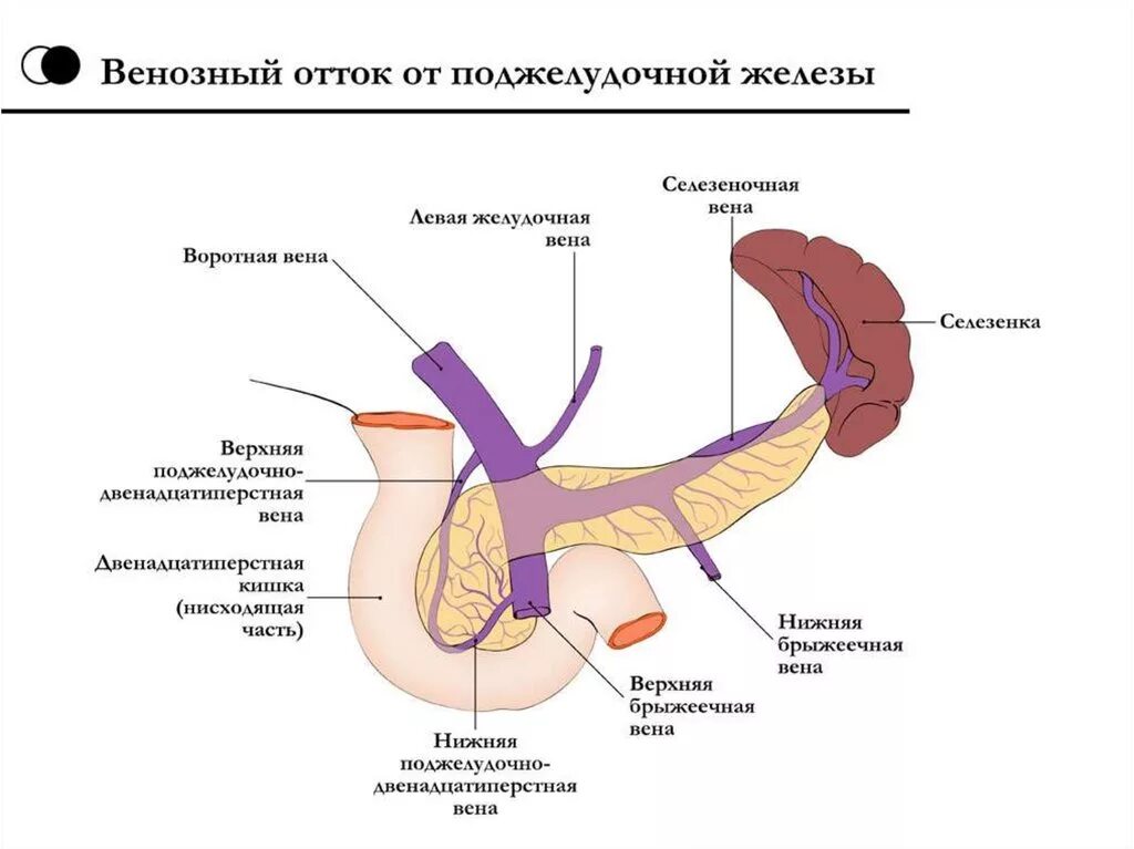 Венозный отток поджелудочной железы схема. Иннервация поджелудочной железы схема. Кровоснабжение иннервация поджелудочной железы схема. Венозный отток поджелудочной железы. Правая желудочная вена