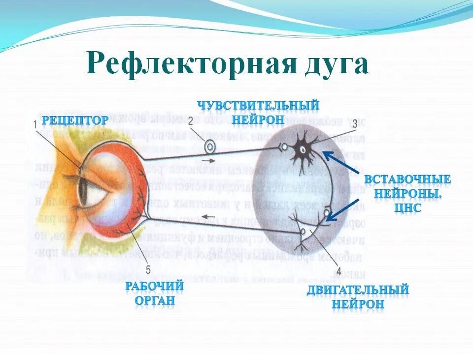 Получение мигательного рефлекса. Схема рефлекторной дуги мигательного рефлекса. Рефлекторная дуга мигательного рефлекса биология 8 класс. Схема рефлекторной дуги биология 8 класс. Рефлекторная дуга мигательного рефлекса рисунок.