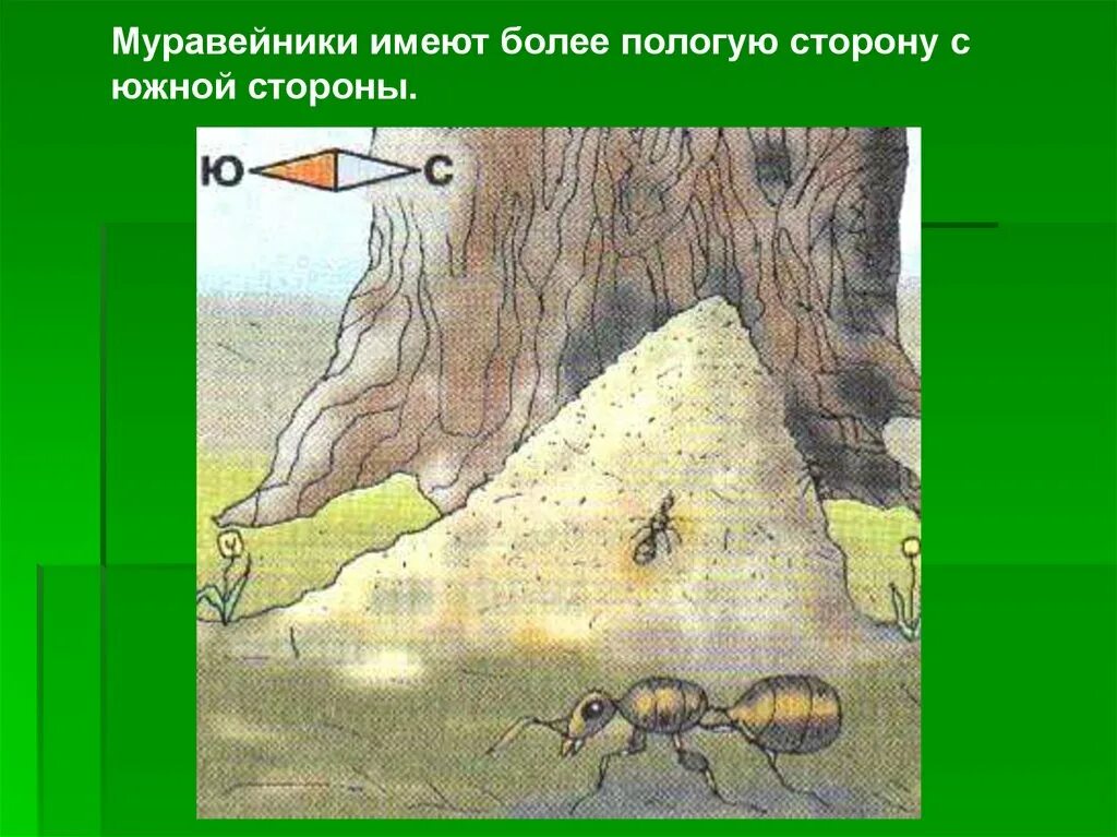 Сторона муравейника. Ориентирование на местности. Ориентиры на местности. Ориентация на местности по муравейнику. Способы ориентирования в природе.