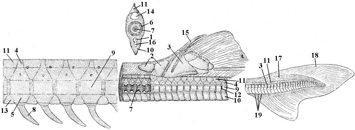 Мозг хрящевых рыб. Осевой скелет хрящевых рыб. Скелет осетровых рыб хрящевой позвонки. Туловищный позвонок хрящевой рыбы. Строение скелета хрящевых рыб.