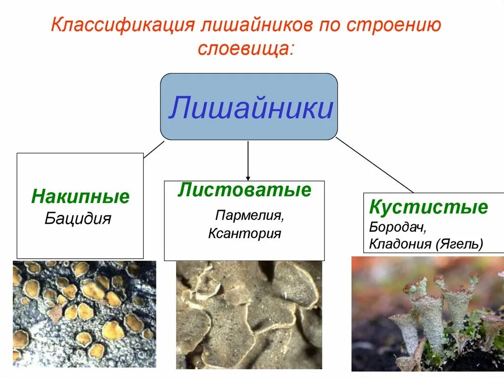 Лишайники относятся к группе. Лишайники накипные листоватые кустистые. Лишайники накипние листоватие кустистие. Классификация лишайнико. Классификация лишайников по строению слоевища.