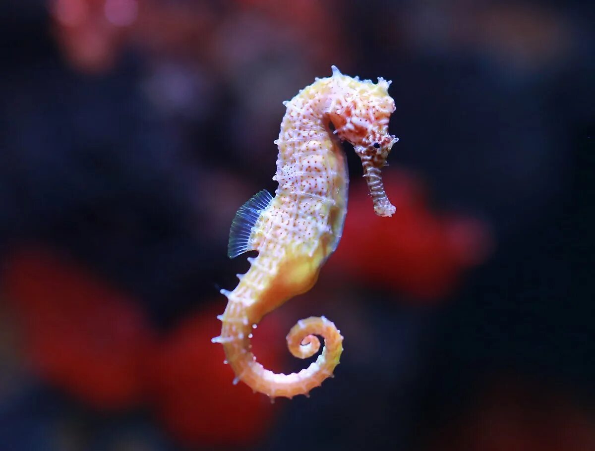 Морской конек живой. Морской конёк (Hippocampus guttulatus). Длиннорылый морской конёк. Морской конек (Hippocampus Hippocampus). Морской пони Hippocampus satomiae.