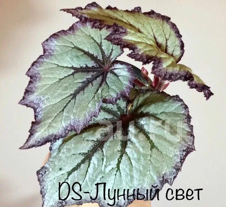 Дс лунный свет. Бегония ds лунный свет. Бегония ds лунный свет. Бегония малайзия. Бегония ежевика.