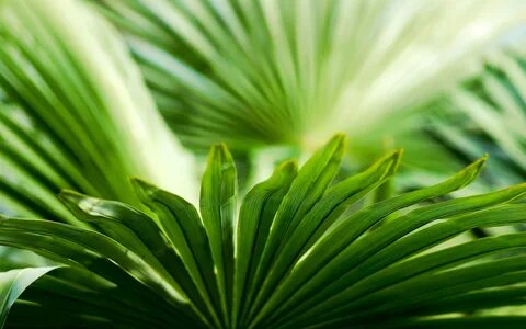 Natural plants