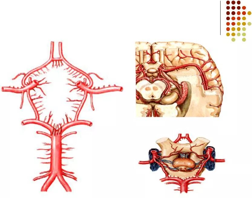 Виллизиев круг в головном мозге. Сосуды Виллизиева круга анатомия. Виллизиева круга головного мозга. Артерии основания головного мозга Виллизиев круг.